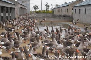 蛋鸭养殖技术