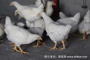 白羽肉鸡的饲养管理技术