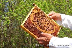 春季养蜂技术
