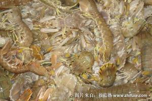 琵琶虾养殖技术