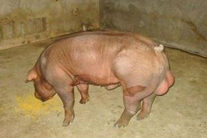 种公猪的饲养管理技术 种公猪的选择