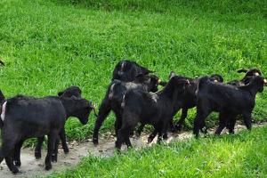  如何养殖黑山羊 黑山羊养殖技术与注意事项