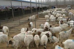 如何圈养羊 圈养羊什么品种好