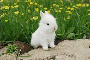幼兔吃什么 幼兔拉稀怎么办