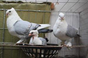 观赏鸽怎么养 观赏鸽养殖技术