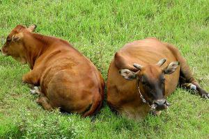 怎样养肉牛 肉牛科学养殖技术