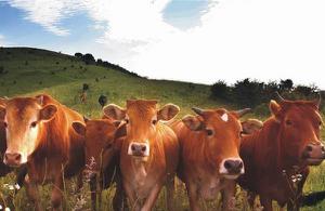 黄牛养殖成本与利润分析 黄牛养殖周期有多长