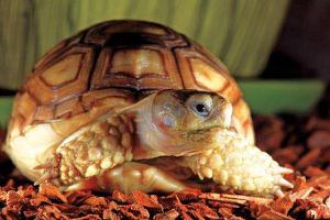 苏卡达陆龟怎么养 苏卡达陆龟一年长多少
