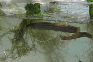 泥鳅是怎么繁殖的 养泥鳅需要什么条件