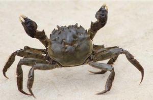 螃蟹吃什么食物 螃蟹怎么养不会死