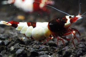 水晶虾怎么养 水晶虾养殖技术与注意事项