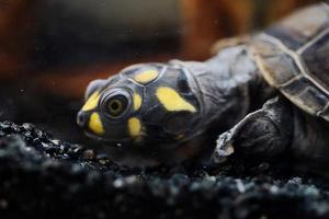黄头侧颈龟怎么养 黄头侧颈龟能长多大