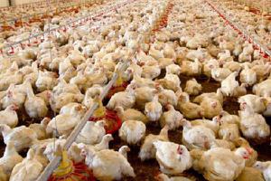 大棚养殖肉鸡技术 肉鸡养殖自动化设备有哪些