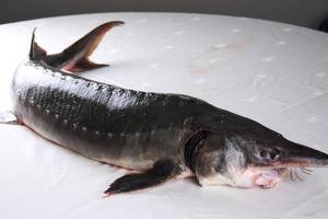 鲟鱼养殖条件 鲟鱼养殖技术