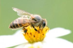 中蜂喂什么繁殖快 中蜂巢虫防治最好方法