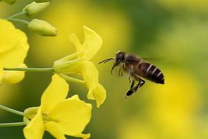蜜蜂怎么养不会跑 蜜蜂病害与敌害防治