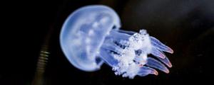 赤月水母怎么养 赤月水母有毒吗 赤月水母特点介绍