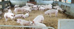 养猪发酵床怎么做