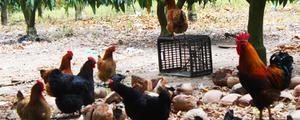 果园养鸡技术