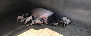 母猪的产后护理