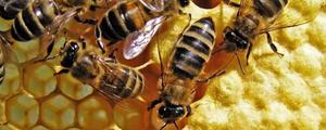 蜜蜂的养殖技术，加强蜂群管理