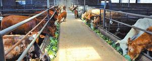 肉牛养殖场的建设标准