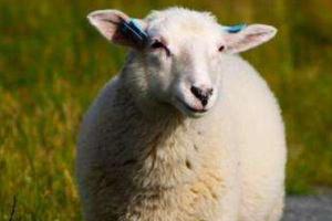 属羊的和什么属相最配（男、女） 属羊的几月出生最好