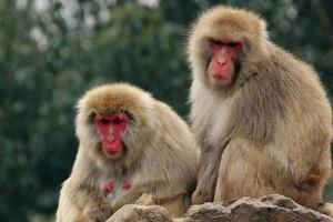 1956、1968、1980、1992、2004、2016年属猴的分别是什么命