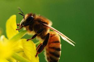 梦见蜜蜂是什么意思 梦到一群蜜蜂蛰自己有什么预兆