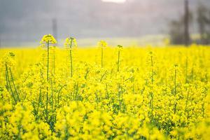 梦见花菜是什么意思 孕妇梦到白色的花菜有什么预兆