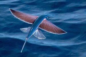 梦见鱼在天上飞是什么意思 女人梦到很多鱼在天上飞有什么预兆