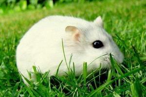 梦见小白鼠是什么意思 女人梦到好多小白鼠有什么预兆