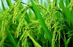 梦见水稻成熟了是什么意思 梦到水稻苗绿油油的有什么预兆