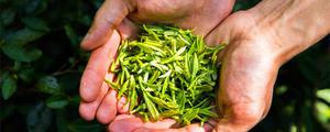 龙井茶是红茶的一种吗 龙井茶叶保存期多久