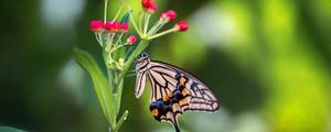 彩蝶的生活习性 彩蝶的生长过程