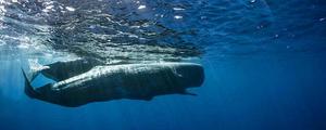 抹香鲸为什么不会得潜水病 抹香鲸不会得潜水病的缘故