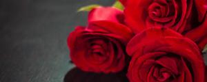 玫瑰总数的表示含意 皇室婚礼里的玫瑰花语