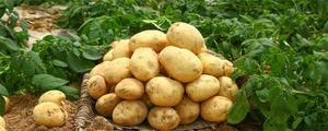 马铃薯几月份种适合 马铃薯几月份栽种