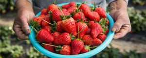 洗草莓时用小苏打或是盐洗 怎么挑选草莓苗才甜