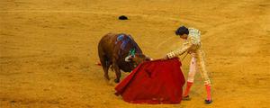牛牛游戏用红色的布缘故 西班牙斗牛斗的是什么牛