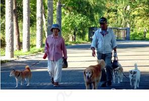 遛猫遛狗时主人家非常容易犯的好多个普遍不正确