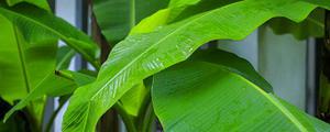 雨打芭蕉是什么意思 雨打芭蕉的来源