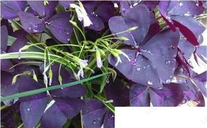 紫浆草的养殖方法是怎么样的