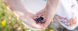 家里拟步甲虫哪来的 拟步甲虫有害吗