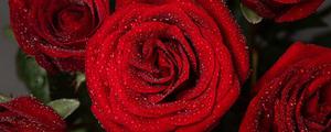 玫瑰花语每朵代表什么意思 不一样朵数玫瑰花的花语