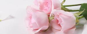 戴安娜玫瑰的花语是什么 戴安娜王妃玫瑰的花语