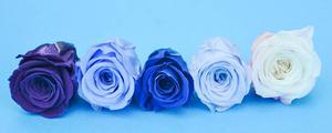 蓝色妖姬的花语是什么  蓝色妖姬的花的寓意