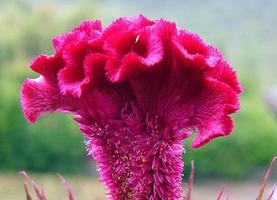 花坛里的花有哪些品种 花的种类坛的花卉种类