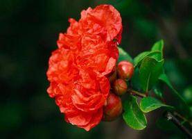 <span style='color:red;'>石榴花是什么季节开的</span>花