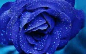 为什么不可以随便送蓝色妖姬，蓝色玫瑰花为什么叫蓝色妖姬